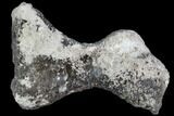 Agatized Fossil Coral Geode - Florida #110158-1